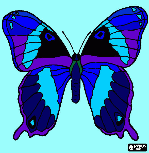 раскраска бабочка