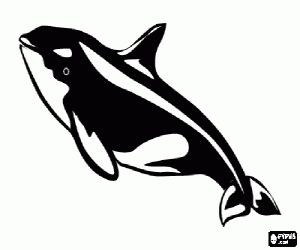 раскраска Orca - Кoсатка