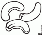 Кешью, съедобные семена тропическое дерево, кешью, Анака́рдиум за́падный. Это очень питательный гайка, используемых в кондитерские изделия и закуски