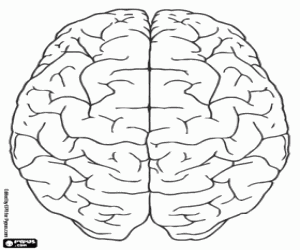 раскраска Верхняя вид человеческого мозга