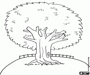 раскраска Вечнозеленое дерево