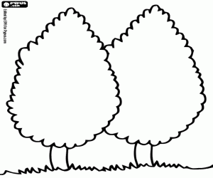 раскраска Два кипариса, Купрессус