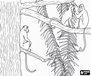 раскраска Длиннохвостые обезьяны на дереве