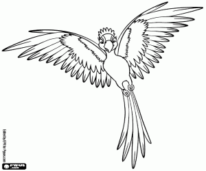 раскраска Драгоценность щеголяет ее перья