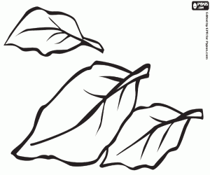 раскраска Лавр, ароматические растения