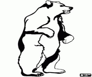 раскраска Огромный бурый медведь пешком