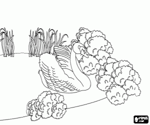 раскраска Он стал Лебедь