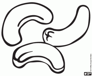 раскраска Орехи кешью, семена