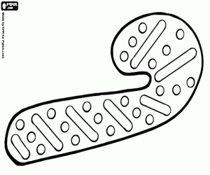 раскраска Рождество печенье как конфета
