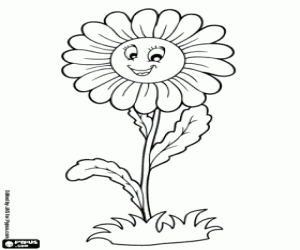 раскраска Ромашка, цветок