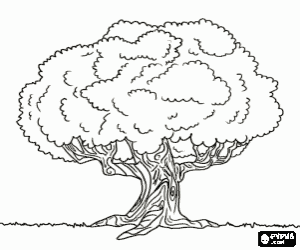 раскраска Старый дуб