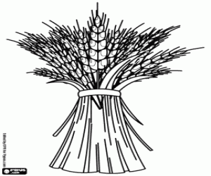 раскраска Урожай зерновых, пшеницы