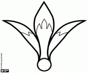 раскраска Цветок Амариллис